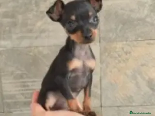 Ratón de Praga perros Ratón de praga - Anuncio 1