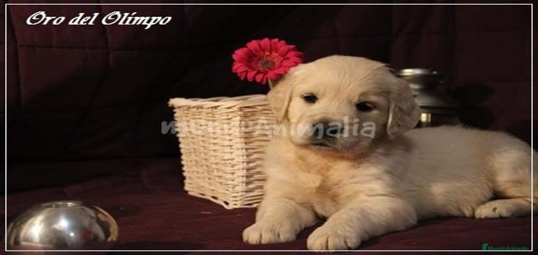 Imagen de galería {{count}}