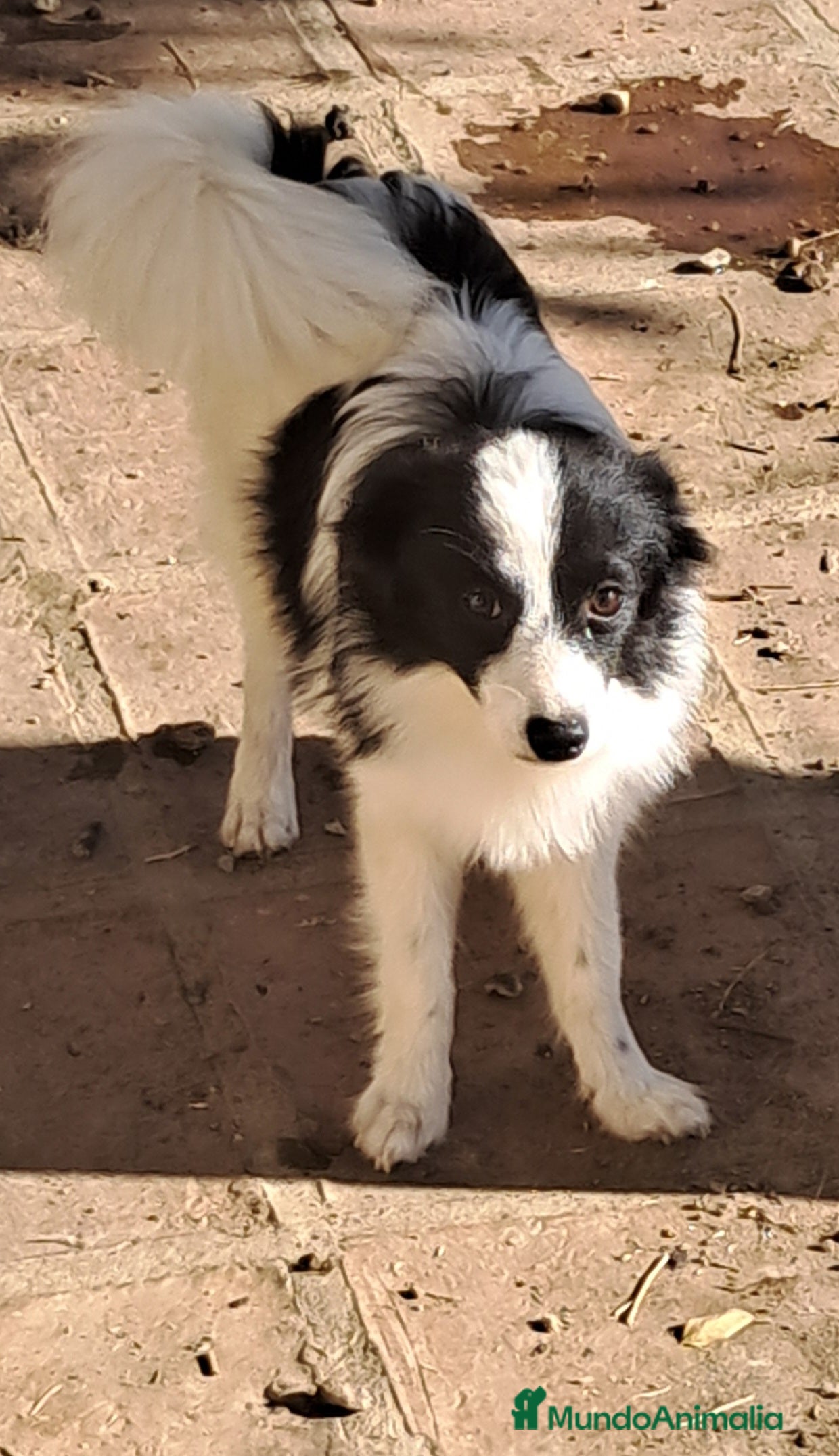 Pomerania perros Pomeranian  - Anuncio 40