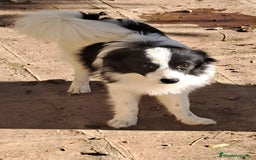 Pomerania perros en venta: Pomeranian  - Imagen 3