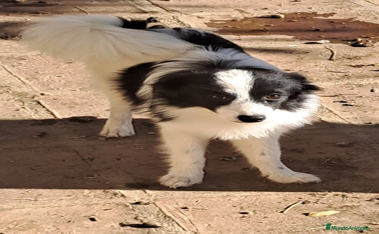 Pomerania perros - Anuncio 19