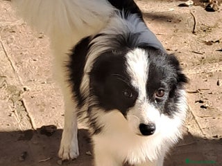 Pomerania perros - Anuncio 38