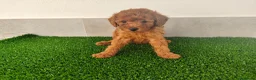 Caniche Toy perros en venta: Caniches toy - Anuncio 31