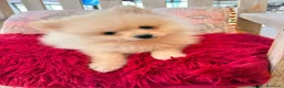 Pomerania perros en venta: Pomerania toy  - Anuncio 4