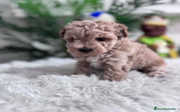 Caniche Toy perros en venta: CANICHE TOY - Anuncio 20