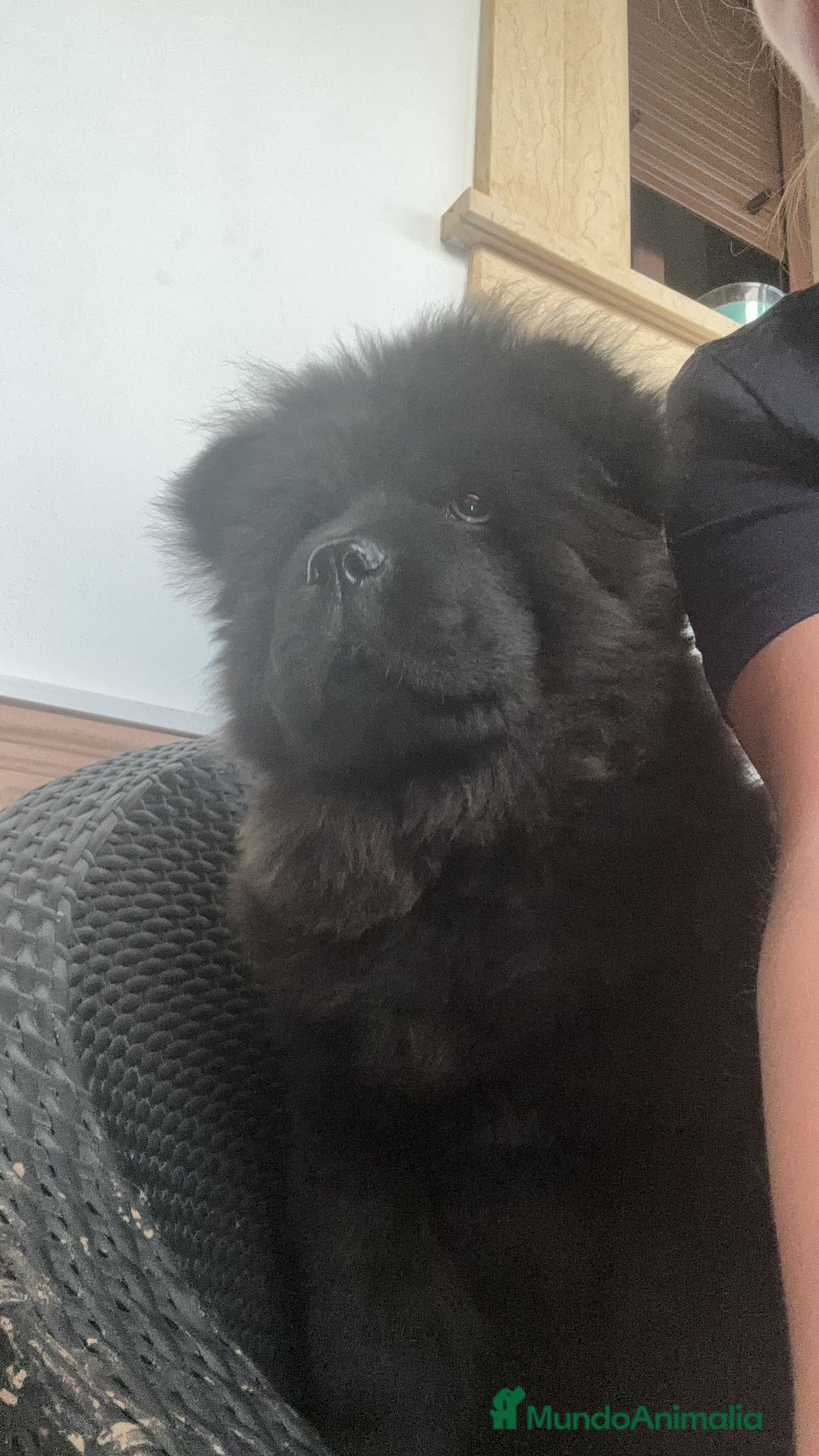 Chow Chow perros en venta: Chow chow - Anuncio 3