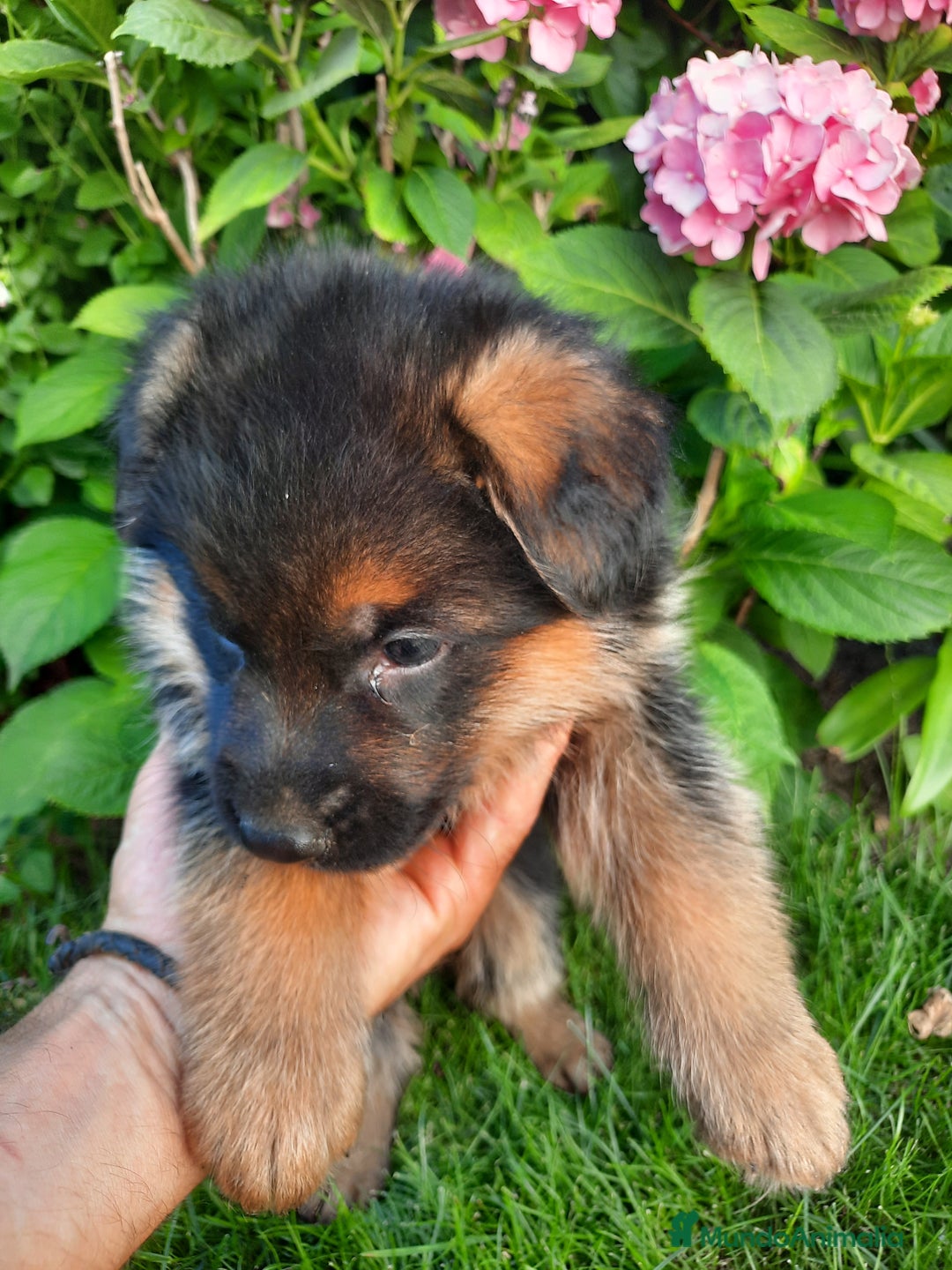 Pastor Alemán perros en venta: Pastores alemanes  - Imagen 7
