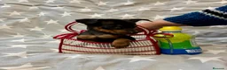 Pinscher Miniatura perros en venta: Pinscher miniatura - Anuncio 2
