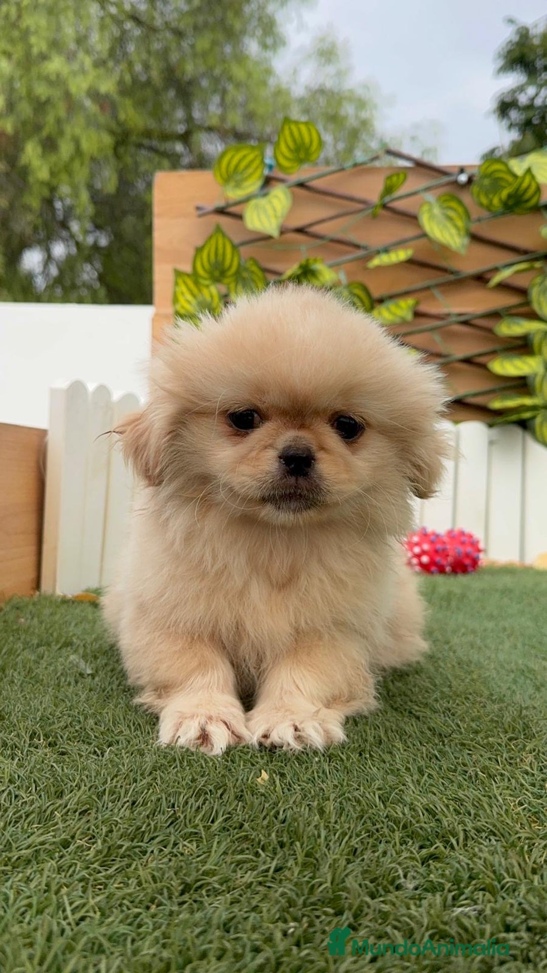 Pekinés perros en venta: PEKINES IMPERIAL - Imagen 20