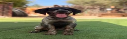 Épagneul Breton perros en venta: BRETON - Anuncio 4