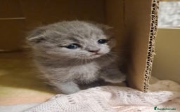 Británico de Pelo Corto Azul gatos en venta: Brithis varios colores pelo corto y largo  - Imagen 2