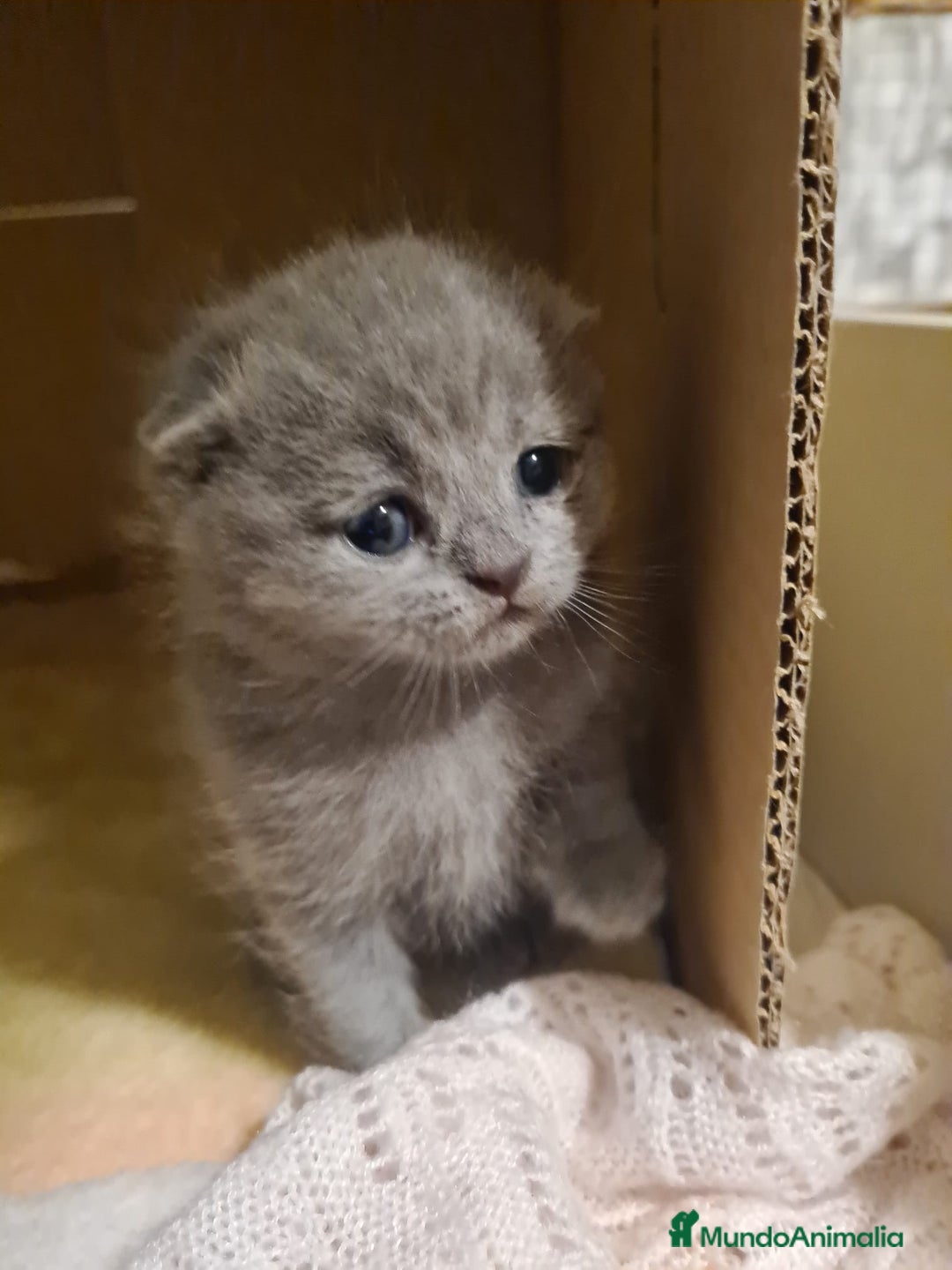 Británico de Pelo Corto Azul gatos en venta: Brithis varios colores pelo corto y largo  - Imagen 2
