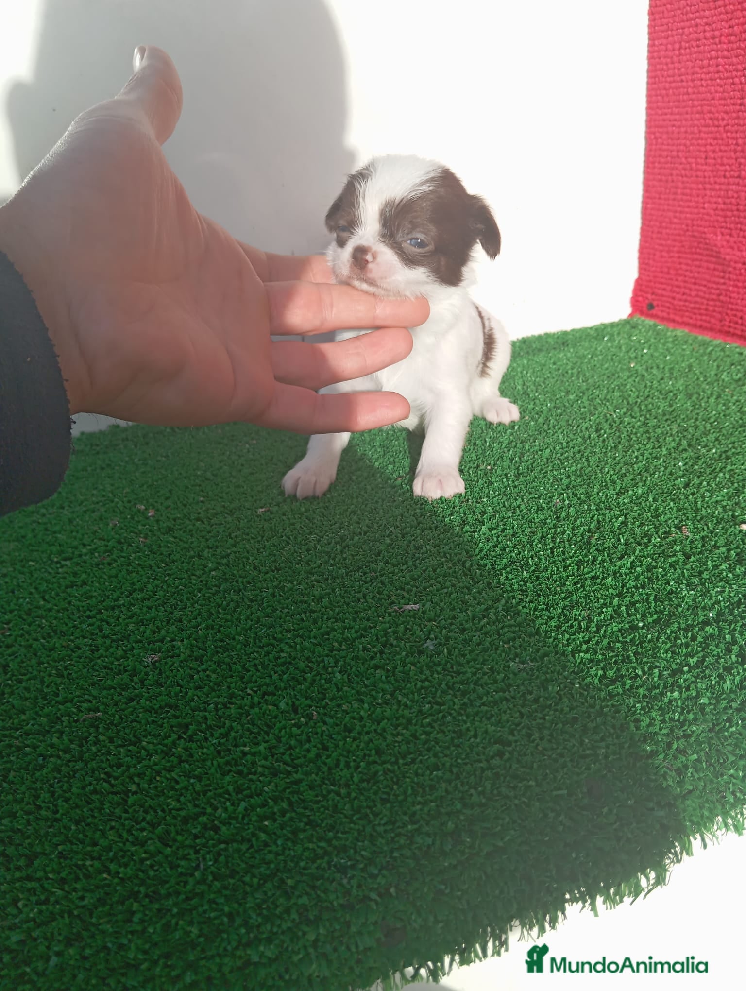 Chihuahua perros PRECIOSOS CHIHU8AHUA RUSO Y ASIÁTICO  - Anuncio 1