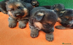 Pastor Alemán perros en venta: Pastores alemanes  - Imagen 3