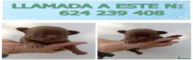Chihuahua Cachorro 1