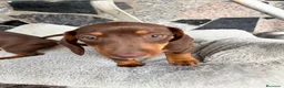 Teckel perros en venta: Teckel Chocolate en Barcelona - Anuncio 2