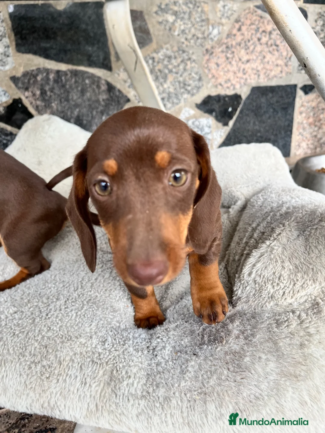 Teckel perros en venta: Teckel Chocolate en Barcelona - Anuncio 2