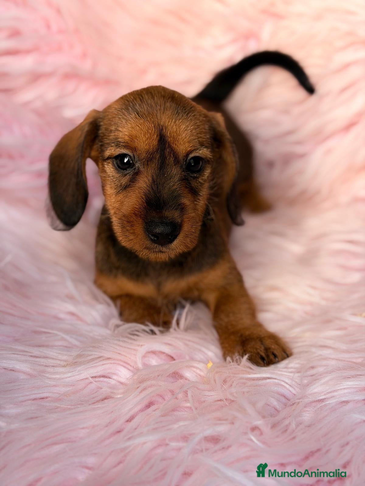 Teckel Miniatura perros en venta: Hembra teckel pelo duro - Anuncio 4