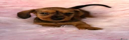 Teckel Miniatura perros en venta: Hembra teckel pelo duro - Anuncio 1