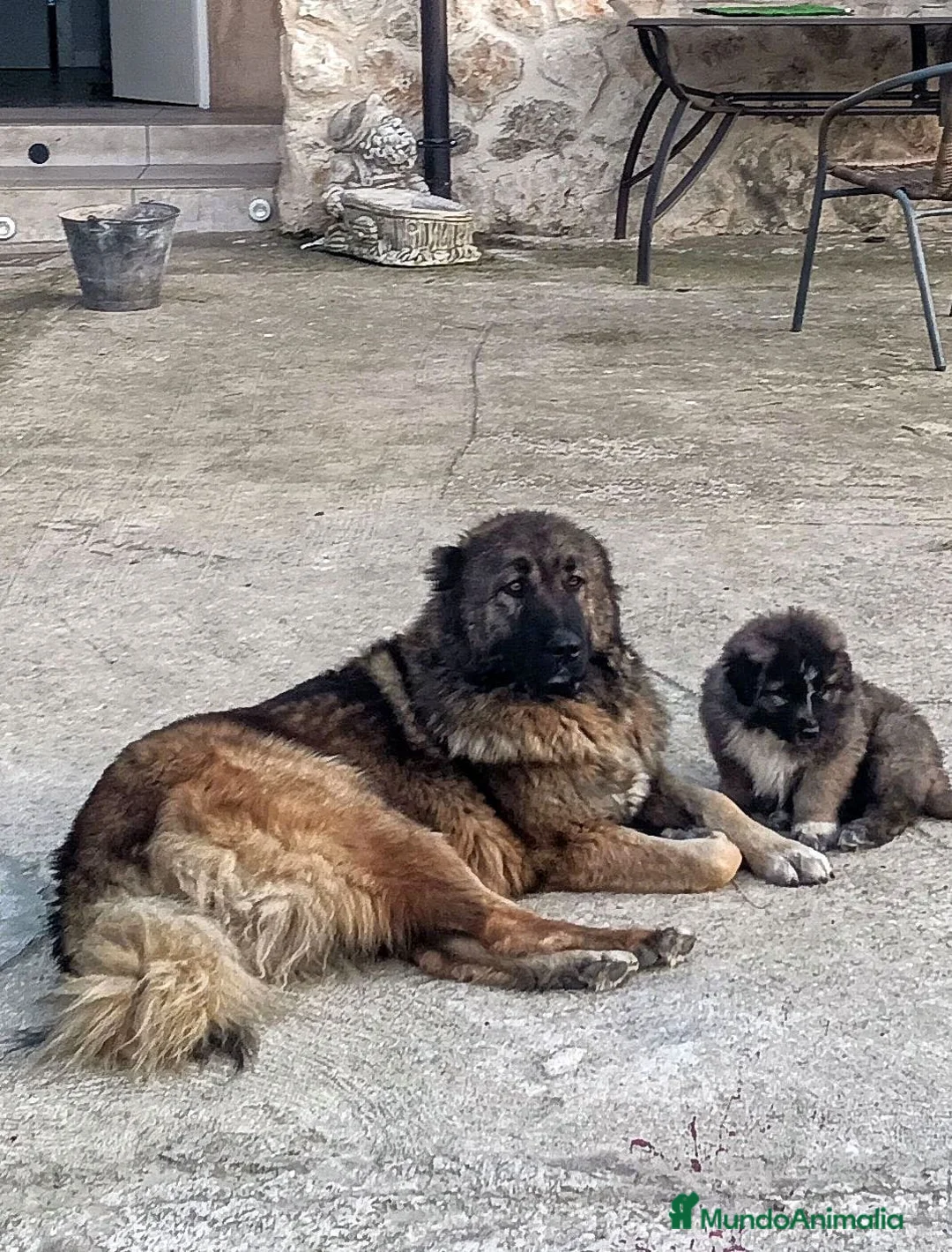 Pastor del Cáucaso perros en venta: Precisos Pastores del Cáucaso  - Anuncio 4