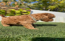 Caniche Toy perros en venta: CANICHE TOY MACHO - Anuncio 24