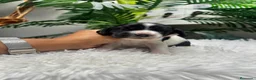 Cocker Spaniel Inglés perros en venta: COCKER SPANIEL INGLES - Anuncio 11