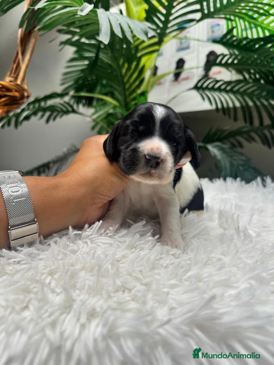 Cocker Spaniel Inglés perros en venta: COCKER SPANIEL INGLES - Anuncio 11