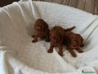 Caniche Toy perros ‼️‼️CANICHE TOY ROJOS 50% ASIÁTICOS - Anuncio 3