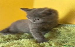 Británico de Pelo Corto Azul gatos en venta: British Shorthair  - Imagen 2