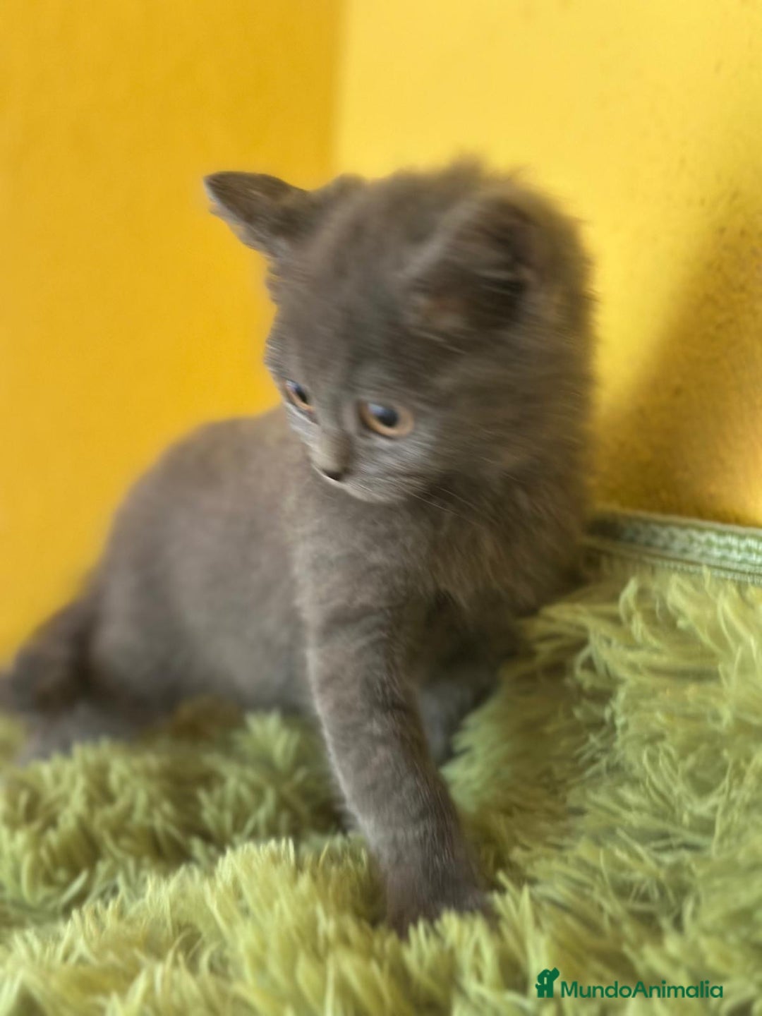 Británico de Pelo Corto Azul gatos en venta: British Shorthair  - Imagen 2