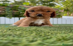 Cocker Spaniel Inglés perros en venta: COCKER SPANIEL INGLES - Imagen 9