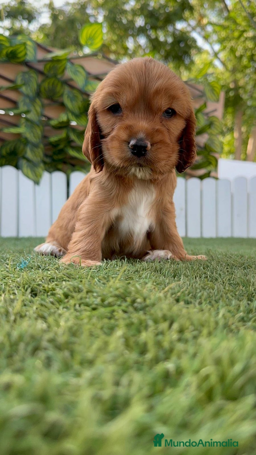 Cocker Spaniel Inglés perros en venta: COCKER SPANIEL INGLES - Imagen 9