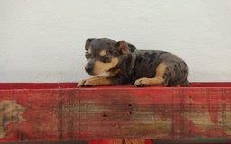 Pinscher Miniatura perros en venta: Hembra mini pinche  - Imagen 3
