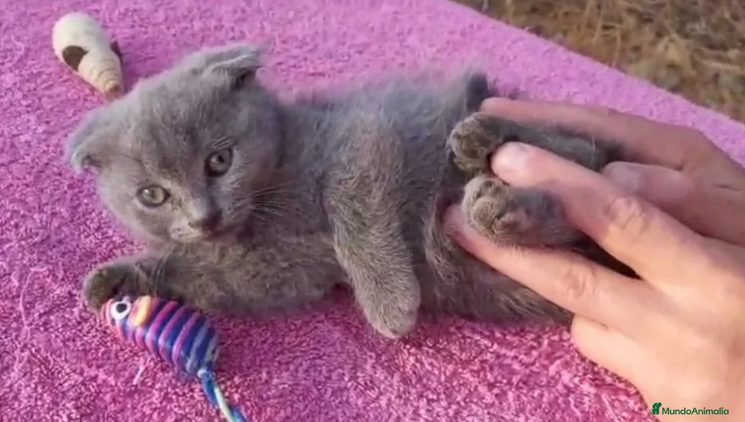 Británico de Pelo Corto gatos en venta: Gatita azul scottish fold preciosa - Imagen 3