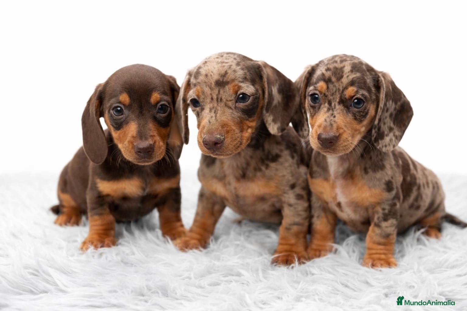 Teckel Miniatura perros Teckel Arlequin chocolate  - Anuncio 2