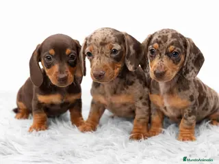 Teckel Miniatura perros Teckel Arlequin chocolate - Anuncio 2