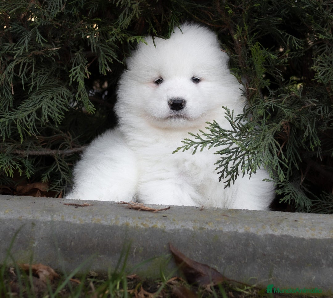 Samoyedo perros en venta: Camada Samoyedo - hembras disponibles  - Anuncio 6