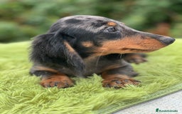 Teckel Miniatura perros en venta: Teckel pelo largo  - Imagen 4