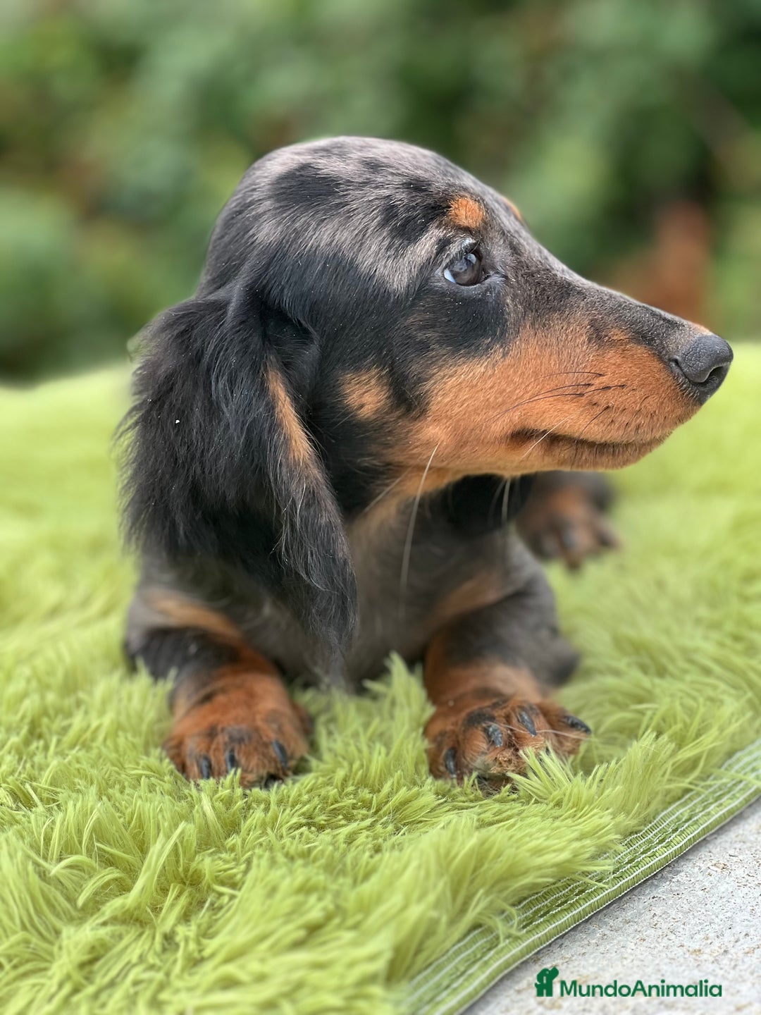 Teckel Miniatura perros en venta: Teckel pelo largo  - Imagen 4