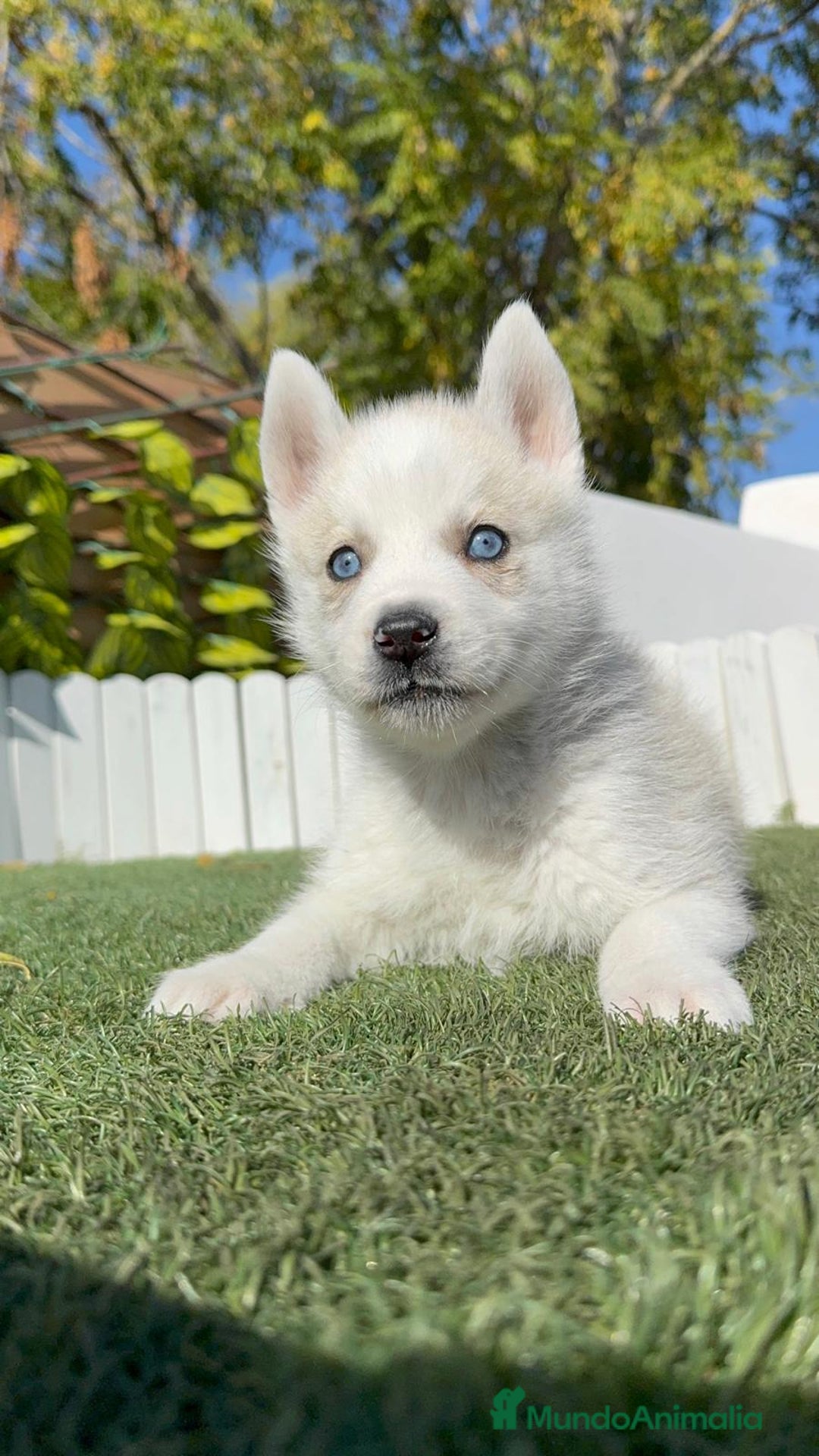 Husky Siberiano perros en venta: HUSKY SIBERIANO - Anuncio 6