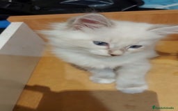 Siberiano gatos en venta: Siberianos (Neva masquerade) - Imagen 3