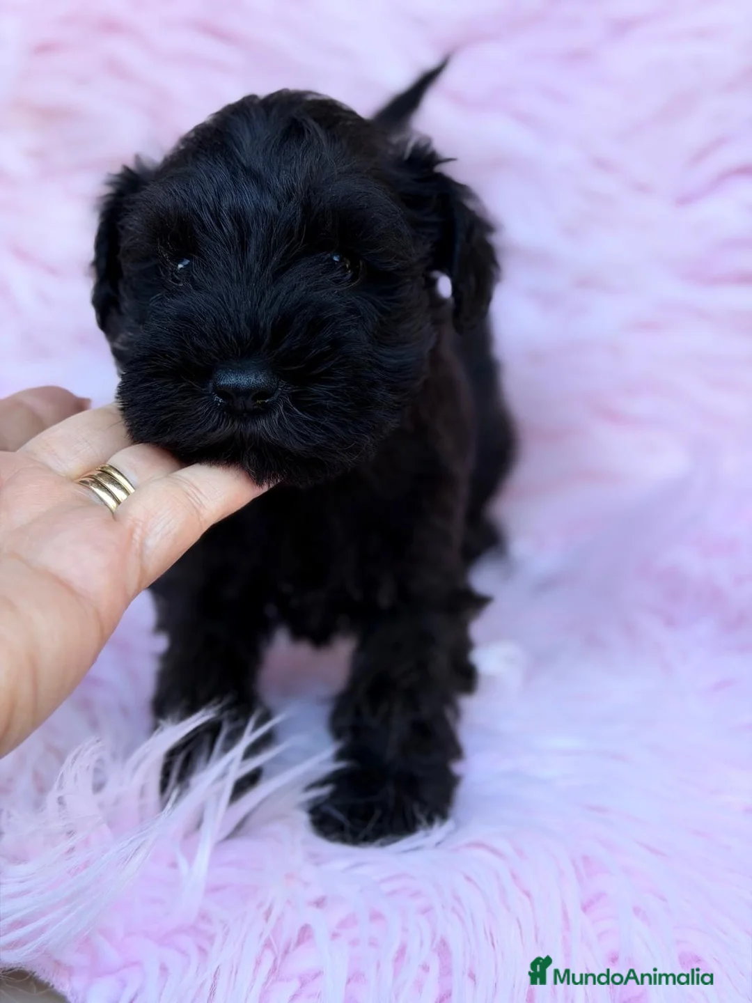 Schnauzer Miniatura perros en venta: Preciosos schnauzer 🐾 - Anuncio 3
