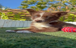 Border Collie perros en venta: BORDER COLLIE - Anuncio 22