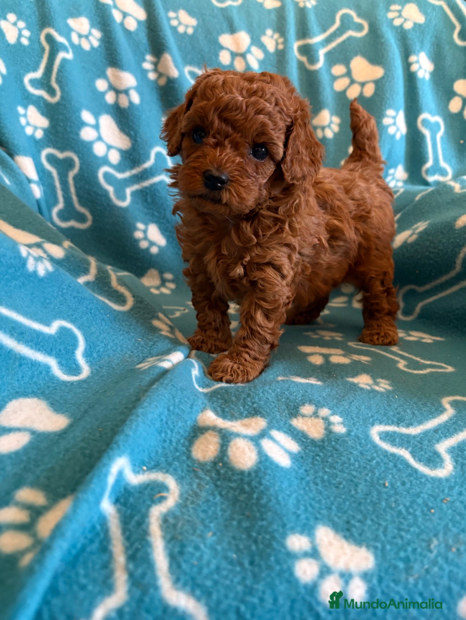 Caniche Toy perros Caniche toy - Anuncio 1