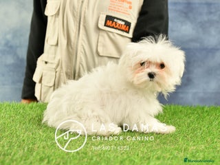Bichón Maltés perros - Anuncio 27