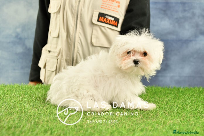 Bichón Maltés perros - Anuncio 2