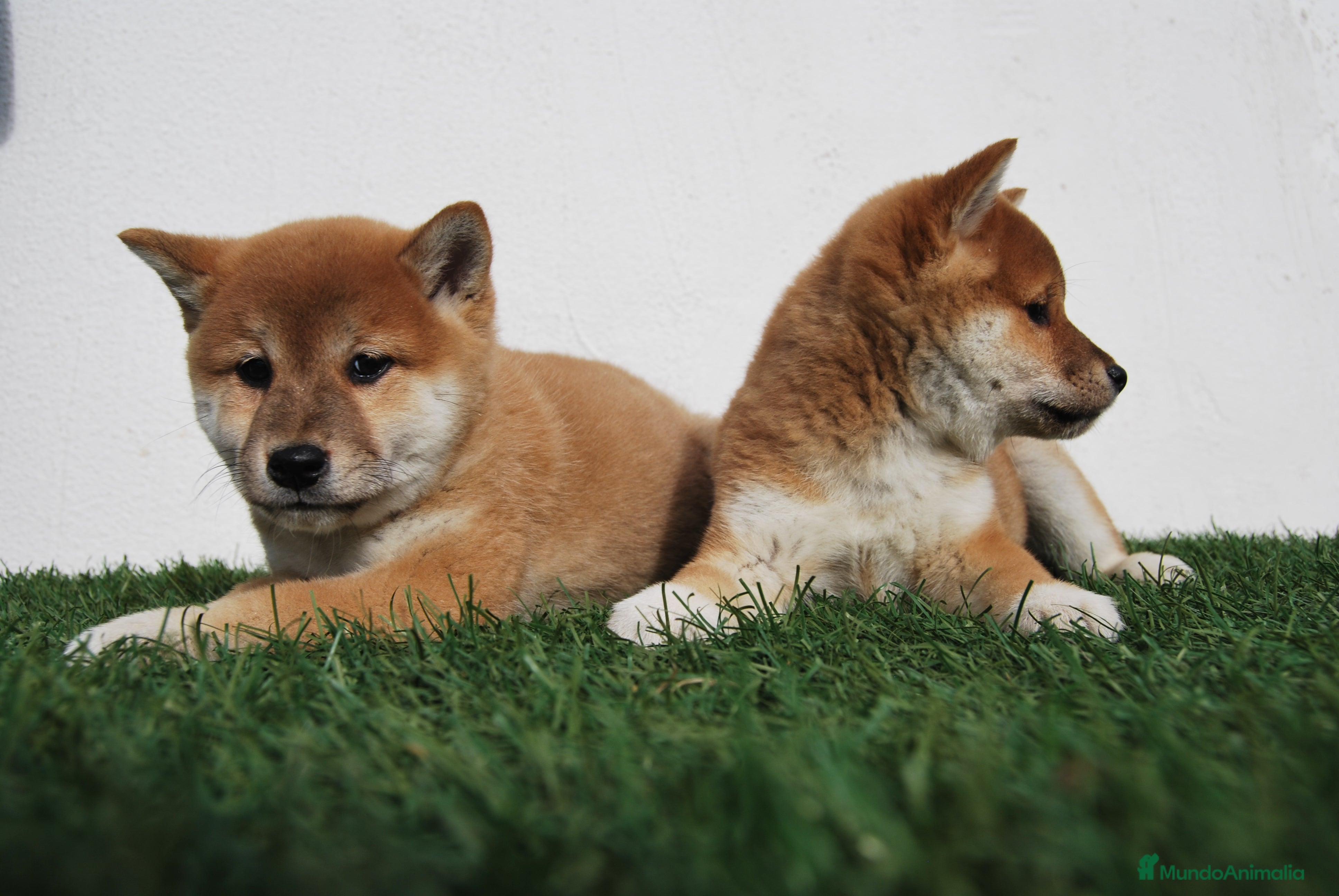 Shiba Inu perros SHIBA INU . CACHORROS en Madrid - Anuncio 2