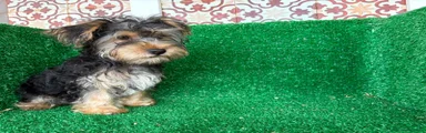 Yorkshire Terrier 3