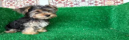 Yorkshire Terrier perros en venta: yorkshire terrier - Anuncio 9