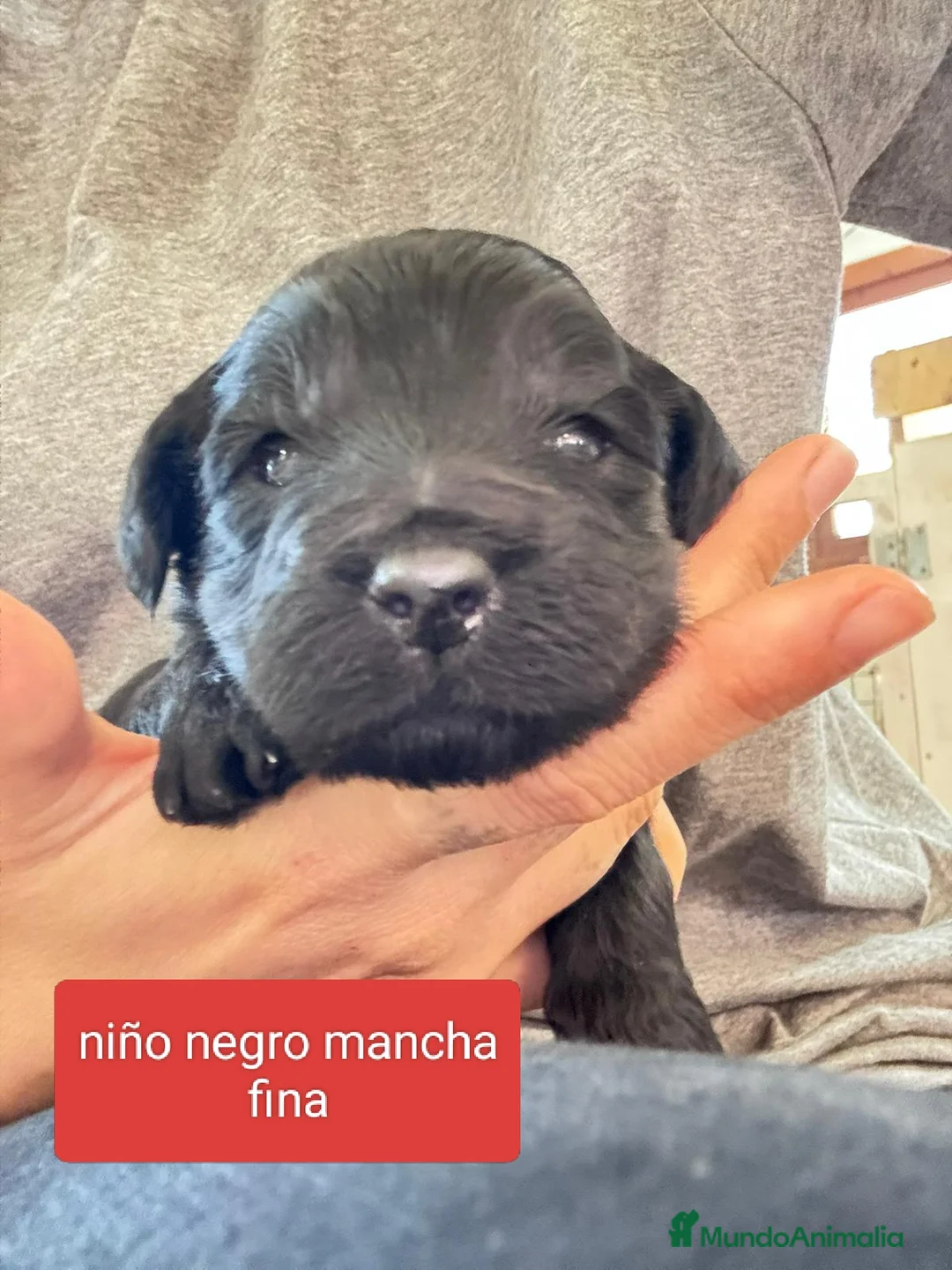 Labradoodle perros en venta: Preciosos cachorros labradoodle - Anuncio 4